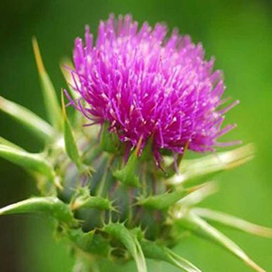 cay ke sua 1 20240102073034 jmkkc