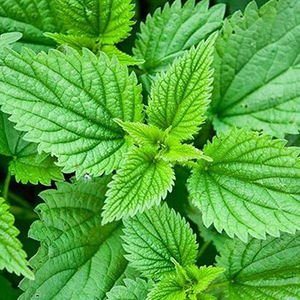 cay tam ma 20240102072807 sylcv